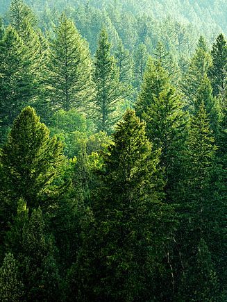 Bild mit einer grünen üppigen Waldlandschaft